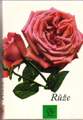 Růže